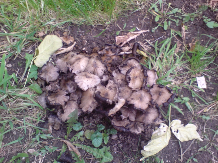 В московских двориках растут чудо-грибы. ЧудоГрибыКанада2011 - Не поверите.ИНФО