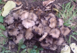 В московских двориках растут чудо-грибы. ЧудоГрибыКанада2011 - Не поверите.ИНФО