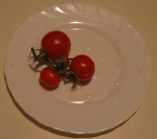 В декабре на балконе в Москве выросли и вызрели помидоры
